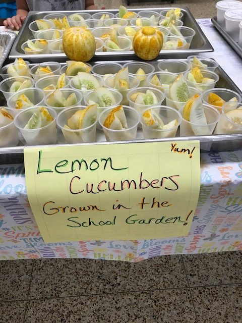 Image of lemon cucumbers in cups in trays.