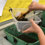 Student scoops pond water into a container